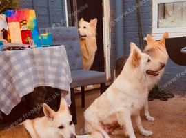 Puppys available