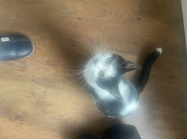 Kittens for sale 1 girl and 2 boys