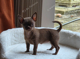 Chihuahua puppy female