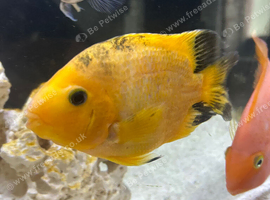 3 parrot fish