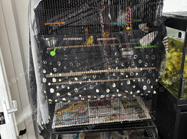 Female budgies and extra large cage