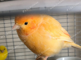 Beautiful canaries for sale