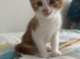 White and ginger Kittens for sale