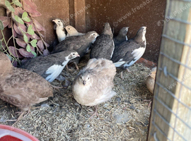 Coturnix Quail many colours