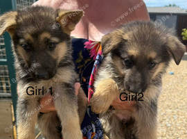 Now 8 beautiful german shepard pups