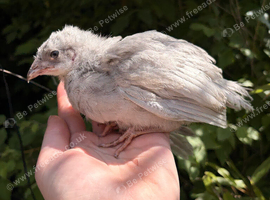 Lavender Leghorn 4 week old chicks