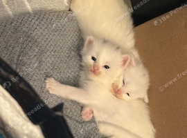 Maine coon X Bengal white female
