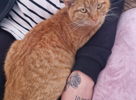 Cat for rehoming