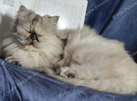 3 year old Persian female