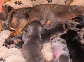 5 mini dachshound puppys