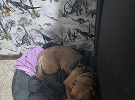 Dog for rehome