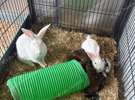 Breeding pair of New Zealand whites
