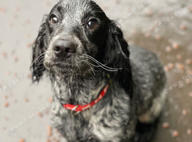 Very Loving Sprocker spaniel