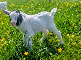 Beautiful pygmy goat kid Nanny for sale