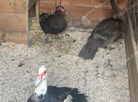 Muscovy Breeding Trio - Unrelated