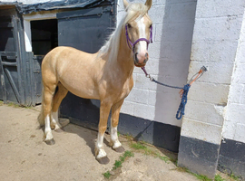 Stunning Palomino PB Registered Welsh Sec D approx 14.3hh