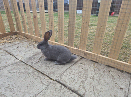 Pure continental giant rabbits