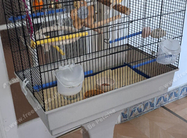 Red Factor 2 male Canary