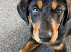 Mastiff X kelpie