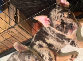 French Bulldog Puppies &ndash; Ready Now.