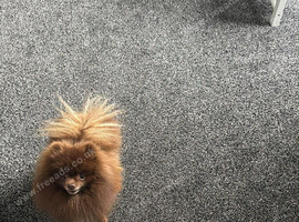 Pomeranian Chocolate