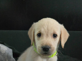 Goldador Puppies for sale