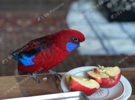 Crimson Rosella and Eastern Rosella