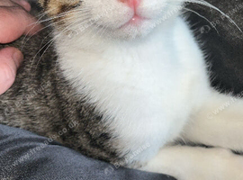 Simba needs a new loving home