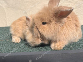 6 mixed mini lop/ lionhead bunnies for sale