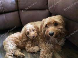 Puppy   Cockapoo