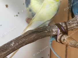 Male budgies