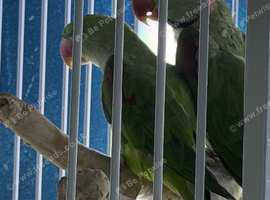 Alexandrine parrot Glasgow