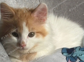 Ginger and white kitten