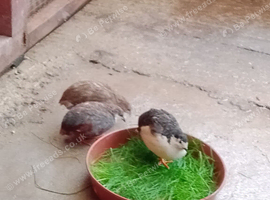 Chinese quail