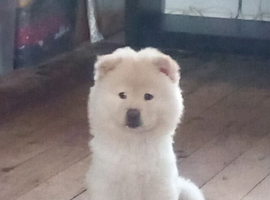 Female chow chow 4 months old