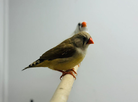 Zebra finch