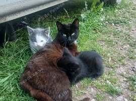 Kittens