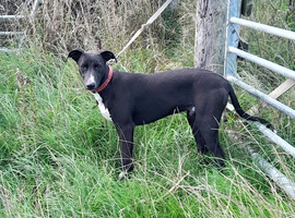 6month old lurcher pup