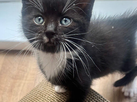 RAGDOLL CROSS BOY READY NOW