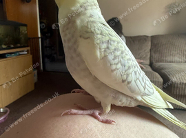 Baby Handreared and tame cockatiel
