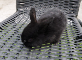 Mixed lion heads, mini lops and Newlands