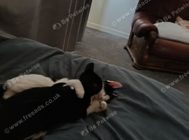 Black and white male kitten 15 weeks old