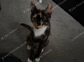 Tortoiseshell Cat