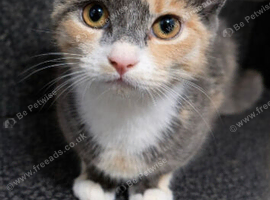 9 month old beautiful friendly gir