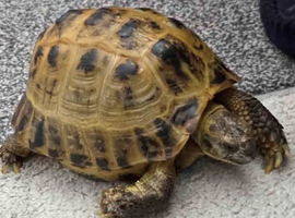 Horse filed tortoise for sale
