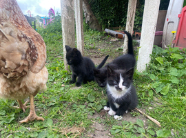 Kittens for sale