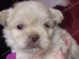 Shihz Zhu x Pom pups