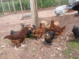 Various pullets