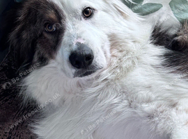 Mixed breed