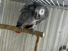 Female African grey Glasgow